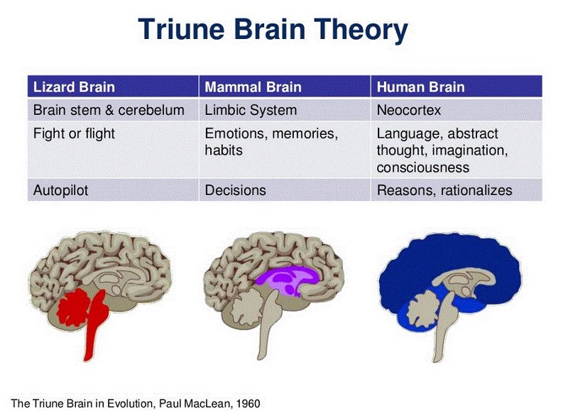 brain-evolution-financial-uxda